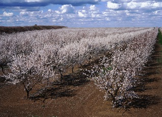 almonds spring.jpg